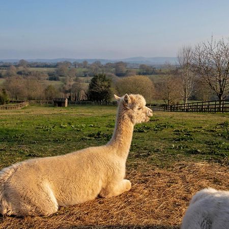 Charlie'S Cottage With Alpacas And 7Mins Drive To Alton Towers Denstone Exterior foto